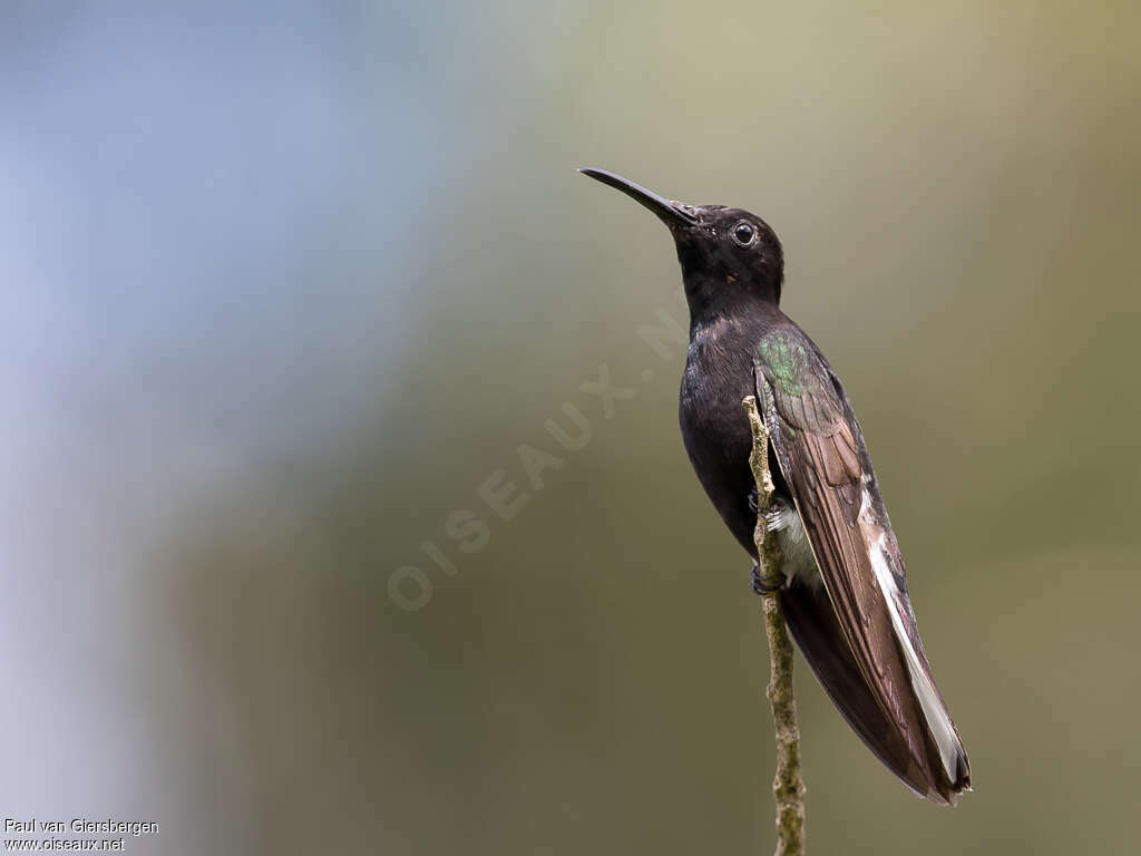 Colibri demi-deuiladulte, identification