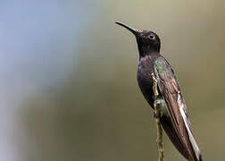 Black Jacobin