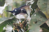 Colibri des Santa Marta