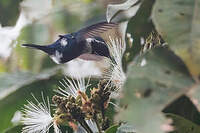 Colibri des Santa Marta