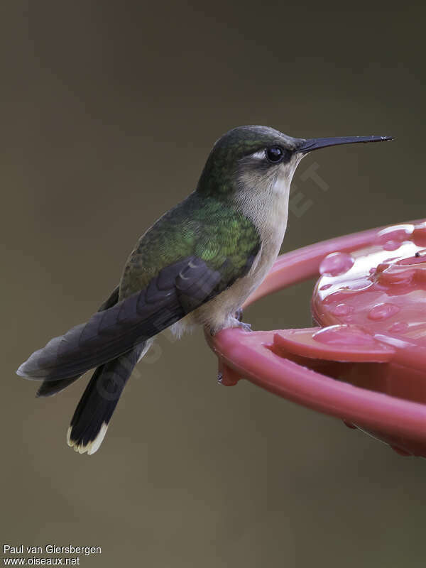 Tolima Blossomcrown female adult