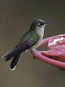 Colibri du Tolima