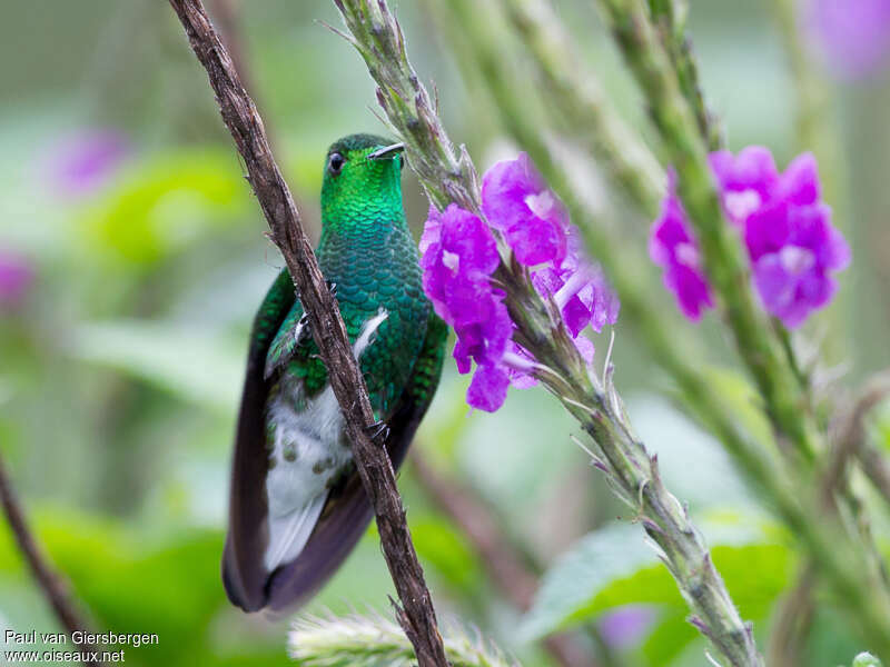 White-tailed Emerald male adult, identification