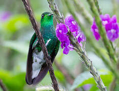 White-tailed Emerald