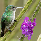 Colibri elvire