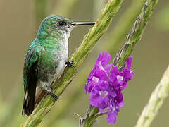 White-tailed Emerald