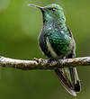 Colibri elvire