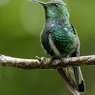 Colibri elvire