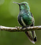 Colibri elvire