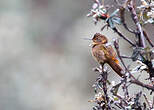 Colibri étincelant