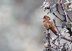 Colibri étincelant