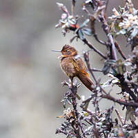 Colibri étincelant