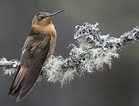 Colibri étincelant