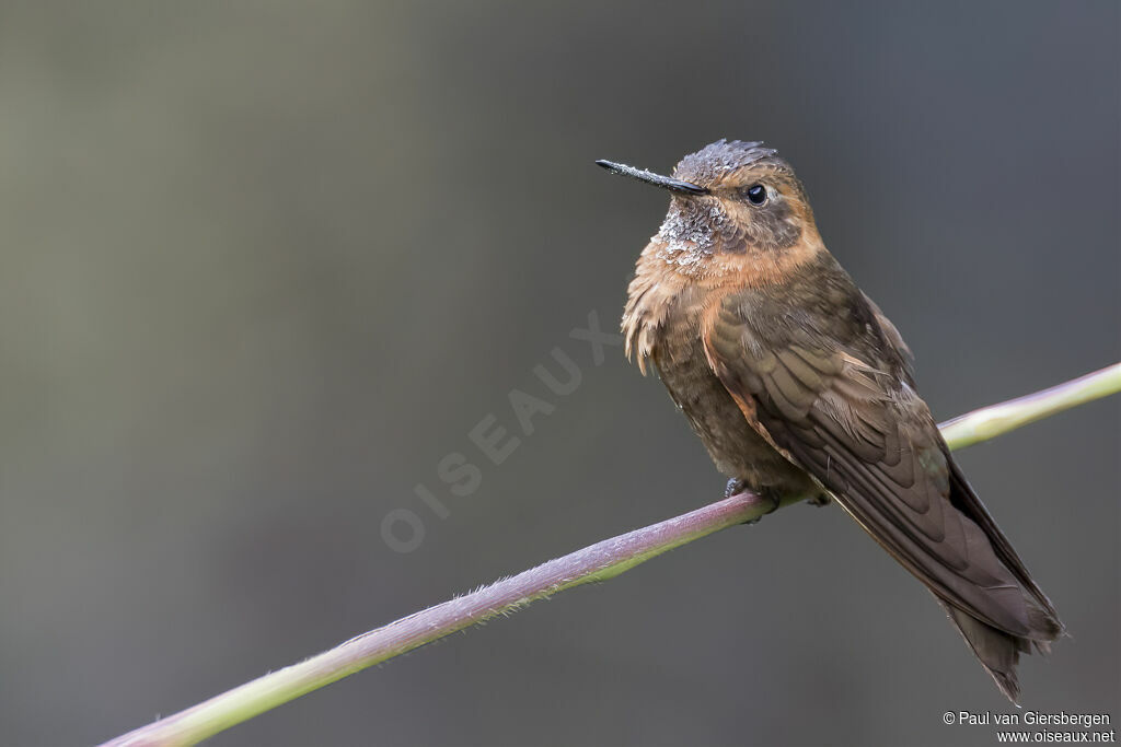 Colibri étincelantadulte