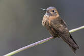 Colibri étincelant