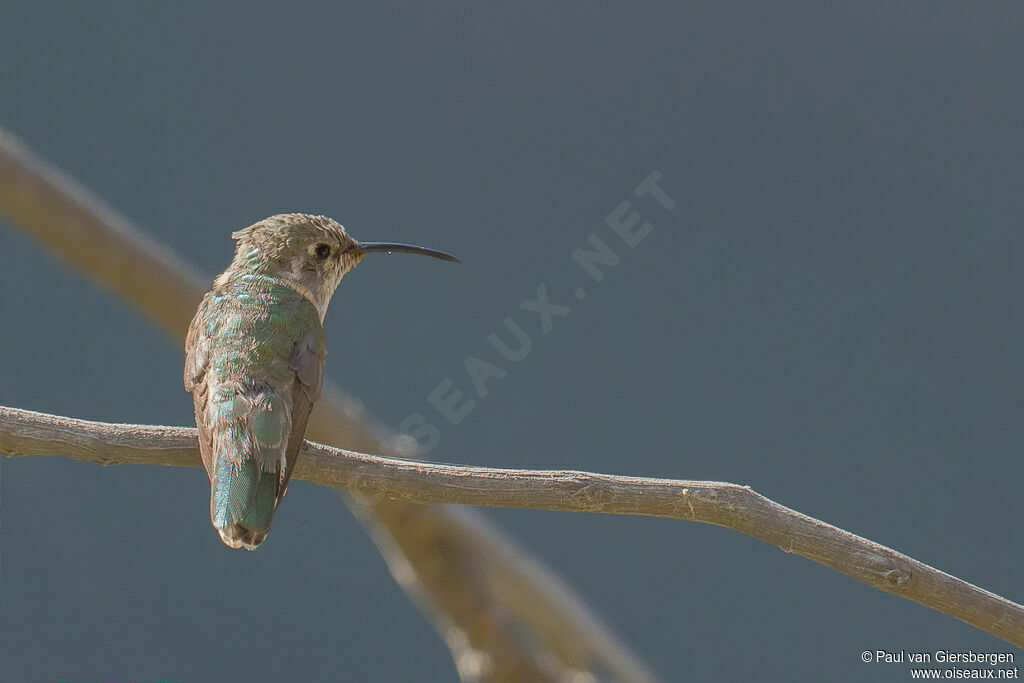 Purple-collared Woodstar female adult