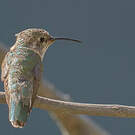 Colibri fanny