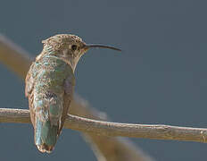 Purple-collared Woodstar