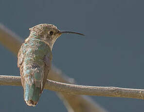 Colibri fanny