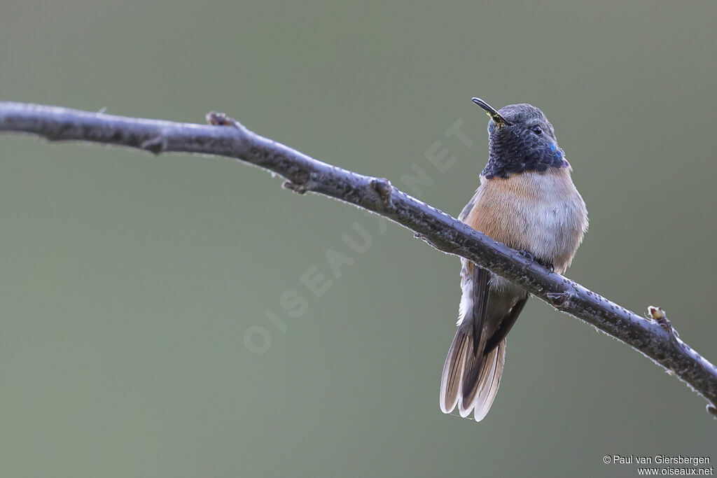 Purple-collared Woodstar male adult