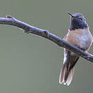 Colibri fanny