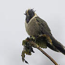 Colibri fauve