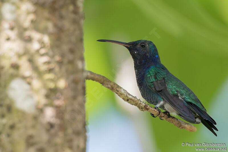 Sapphire-throated Hummingbird male adult