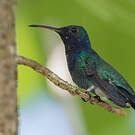 Colibri faux-saphir