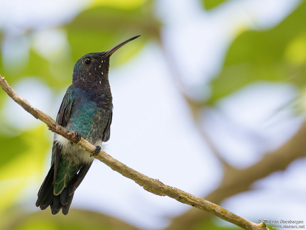 Colibri faux-saphir mâle adulte