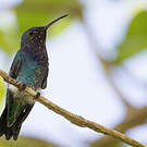 Colibri faux-saphir