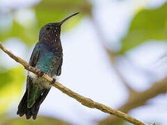 Sapphire-throated Hummingbird