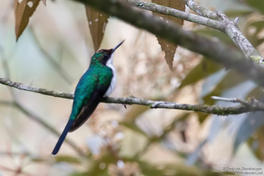 Colibri féériqueadulte