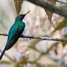 Colibri féérique