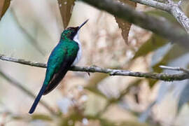 Purple-crowned Fairy