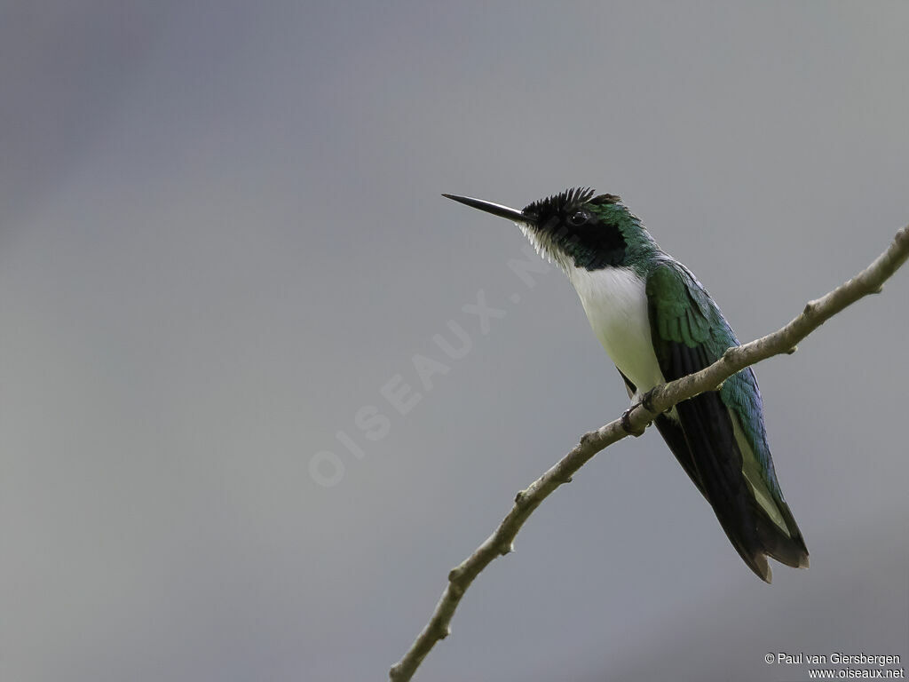 Colibri féériqueadulte