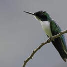 Colibri féérique
