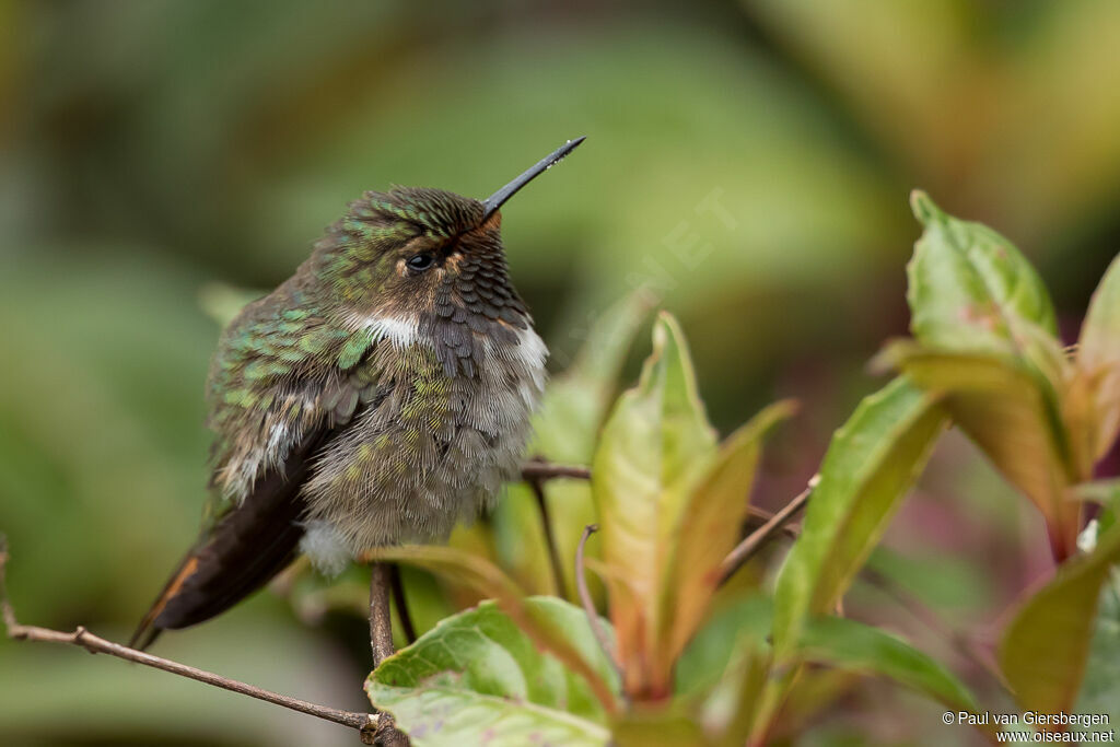 Colibri flammule mâle adulte