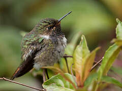 Volcano Hummingbird