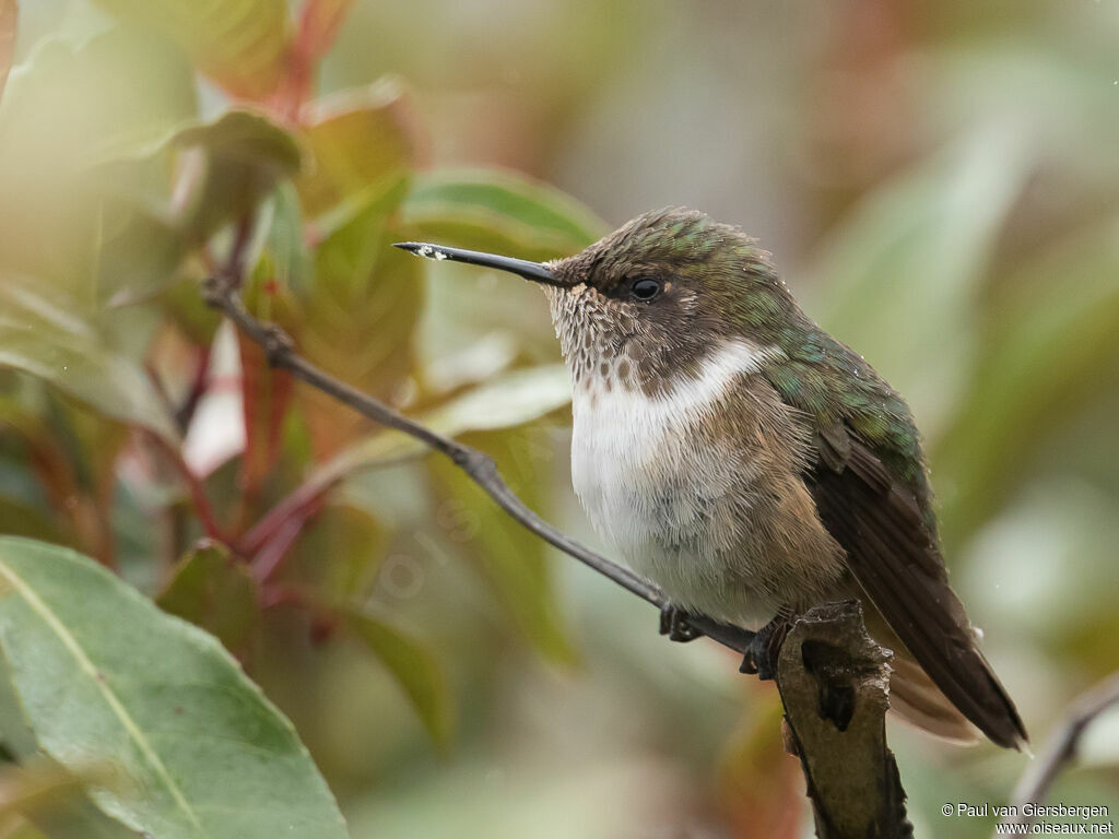 Colibri flammule femelle adulte