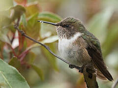 Volcano Hummingbird