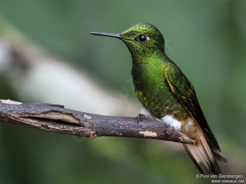 Buff-tailed Coronetadult