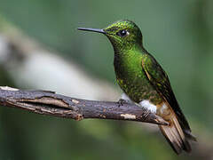 Buff-tailed Coronet