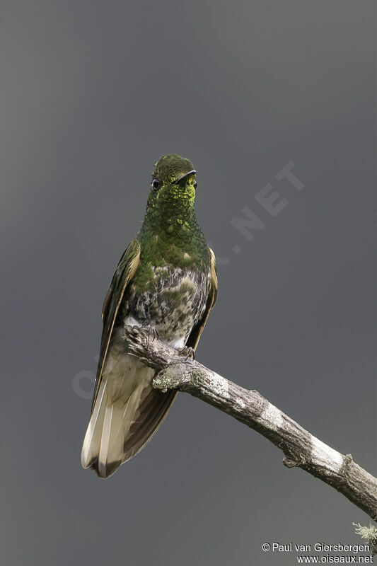 Colibri flavescentadulte