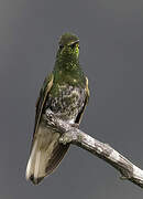 Buff-tailed Coronet