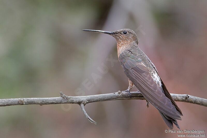 Colibri géant