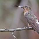 Colibri géant