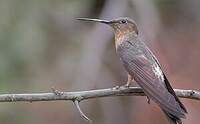 Colibri géant