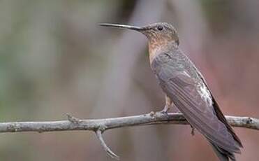 Colibri géant