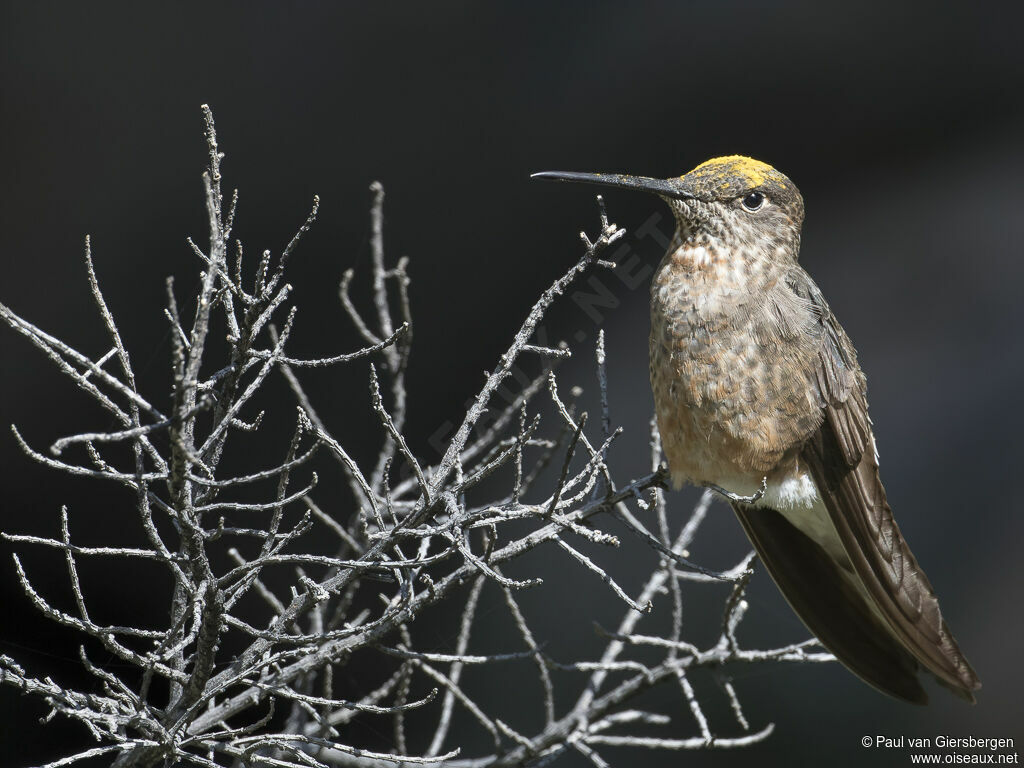 Colibri géantadulte