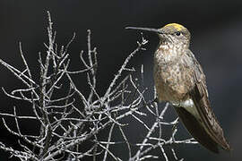 Giant Hummingbird